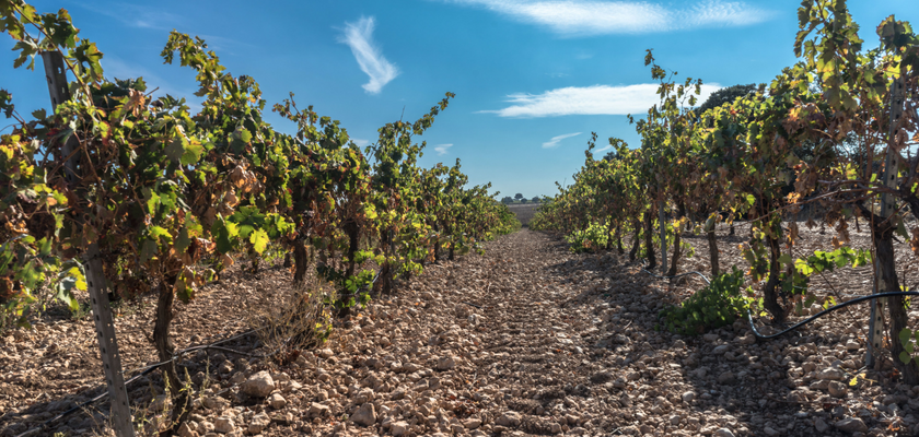 Cómo se elabora el vino: Las 6 etapas clave 6 cómo se elabora el vino