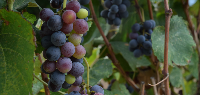 Cómo se elabora el vino: Las 6 etapas clave 5 cómo se elabora el vino