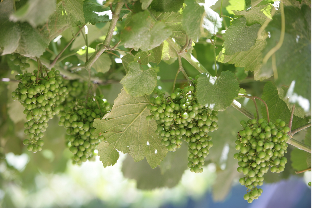 tipos de vino blanco tipos de vino blanco