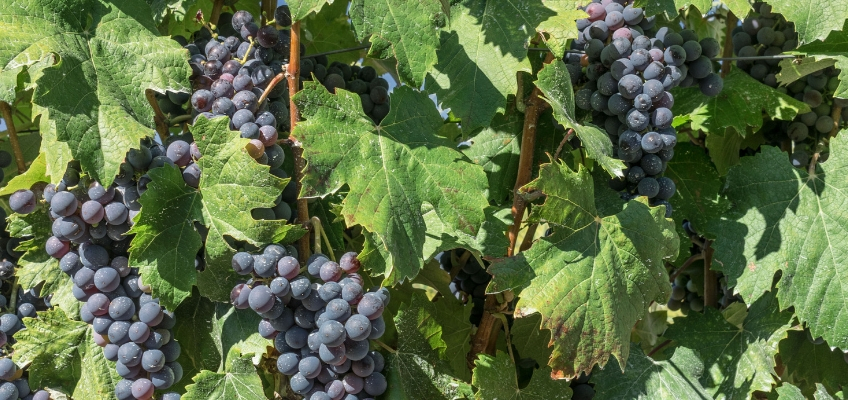 Vendimia: ¡Ha llegado la fiesta del vino! 4 vendimia