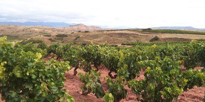 caves gamme vignobles honorio rubio