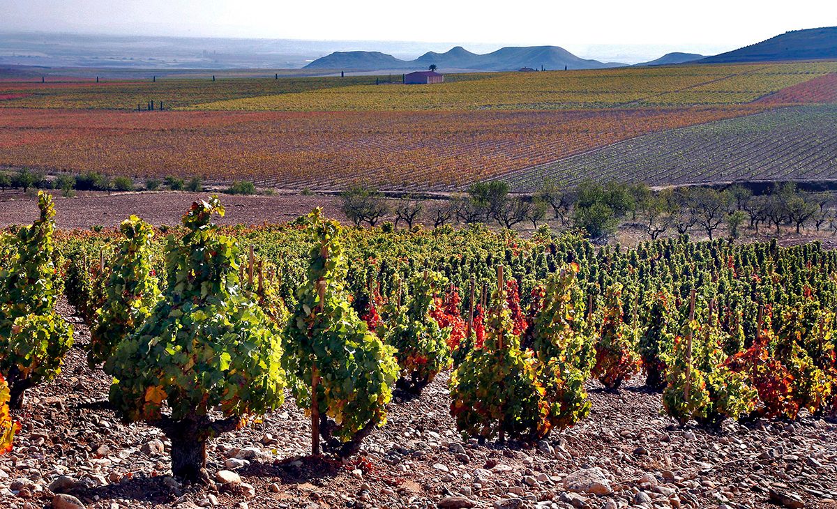 vignobles du palais remondo