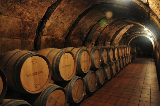 bodegas y viñedos de la marquesa sala de barricas
