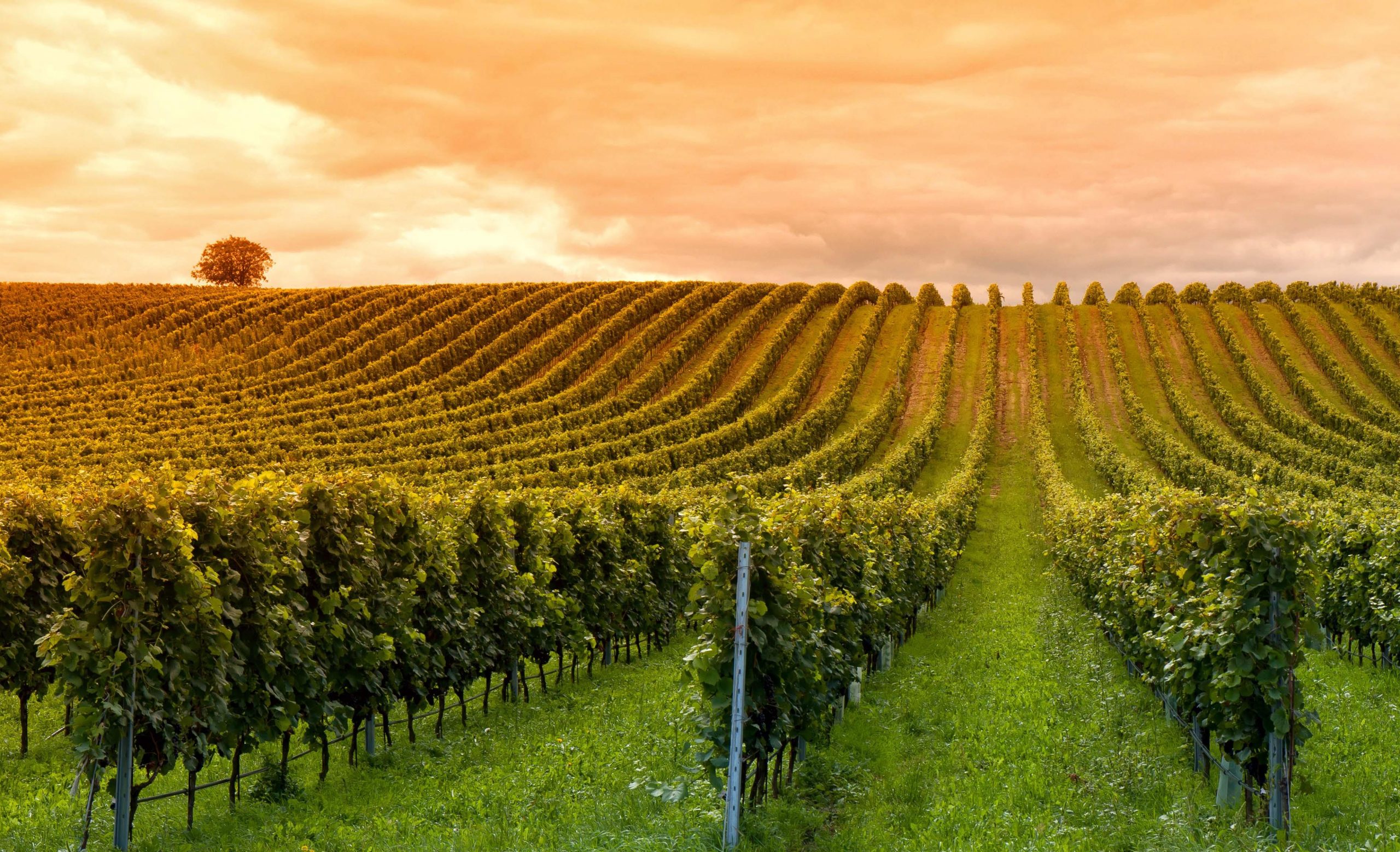 great vineyards